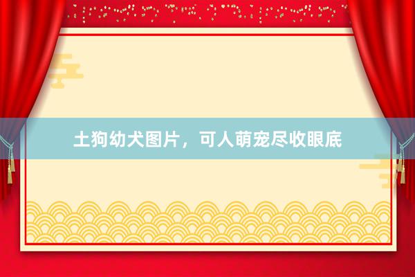 土狗幼犬图片，可人萌宠尽收眼底